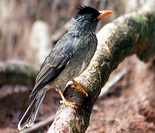 Hypsipetes crassirostris